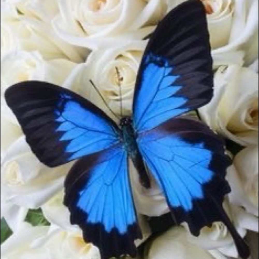 Meet your Posher, Deserie